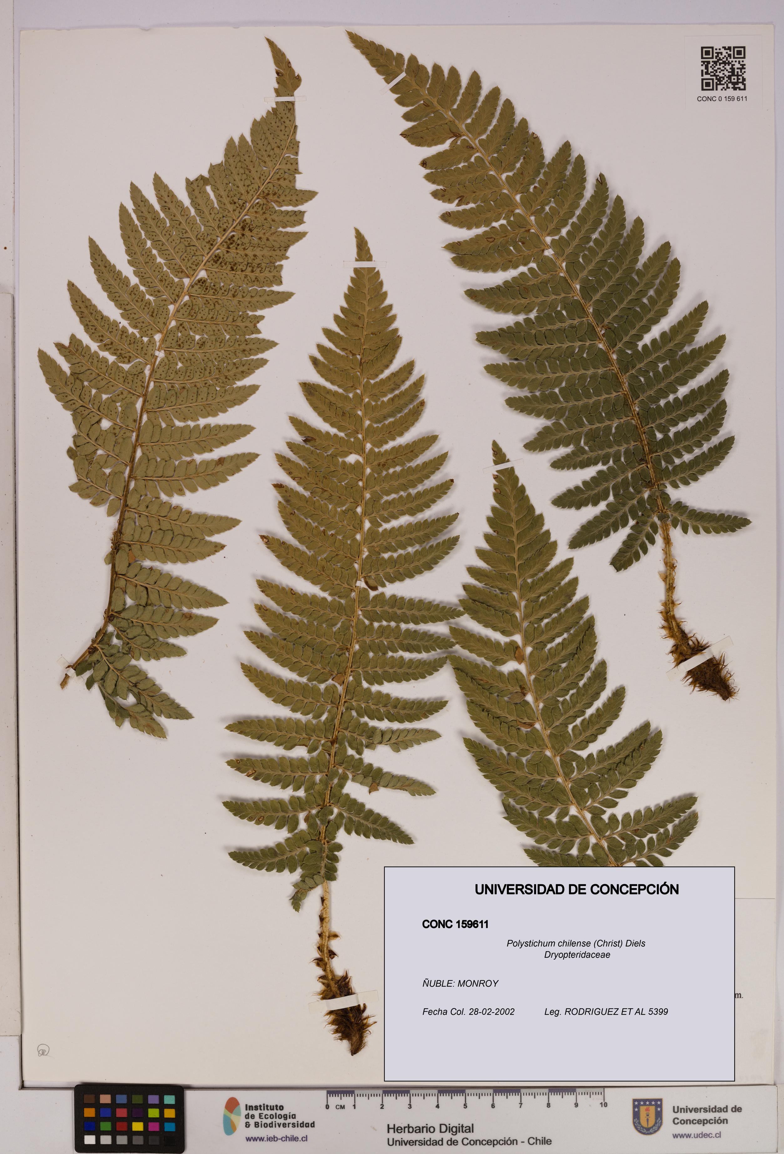 Polystichum chilense [Espécimen: UDEC:CONC:0159611]