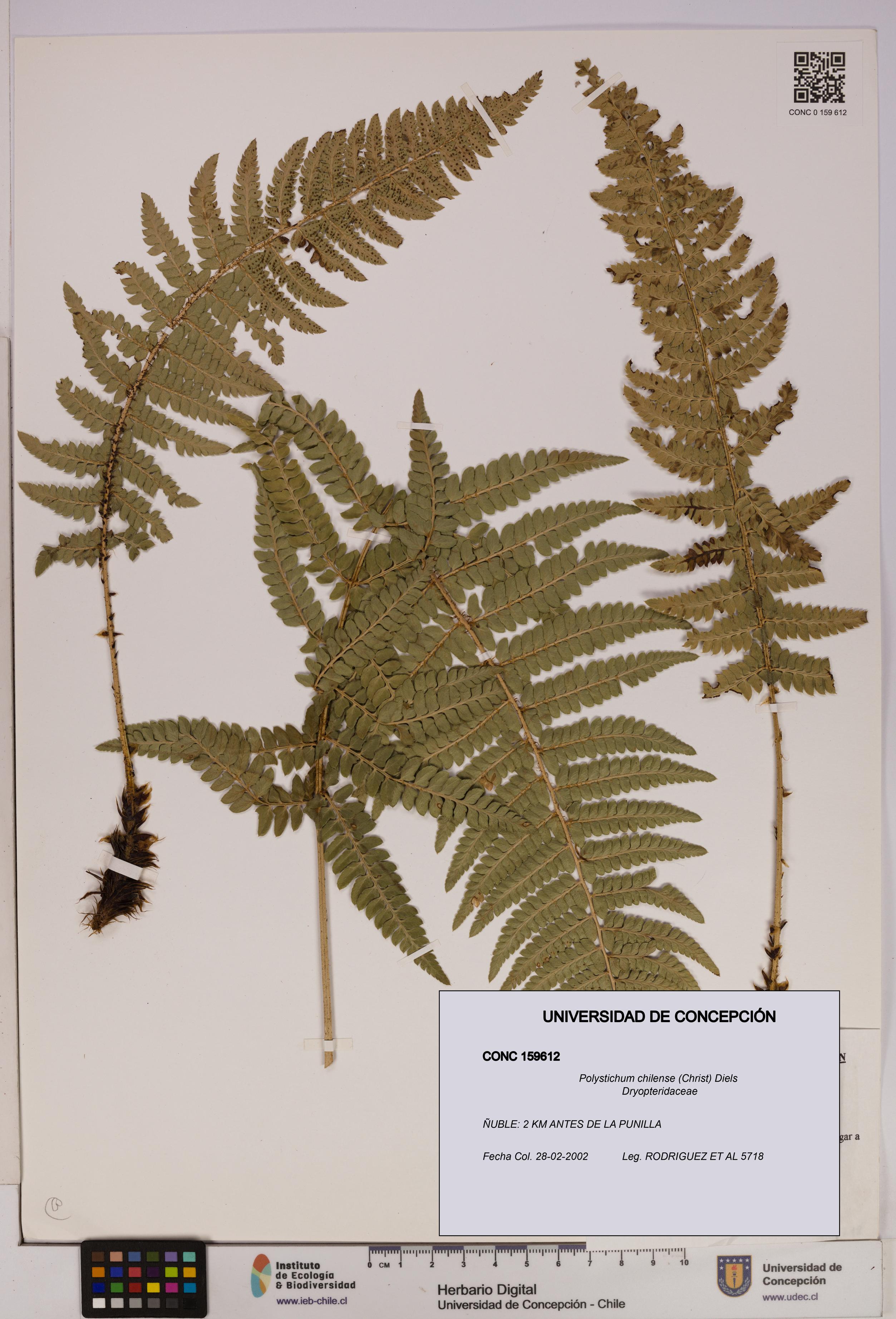 Polystichum chilense [Espécimen: UDEC:CONC:0159612]