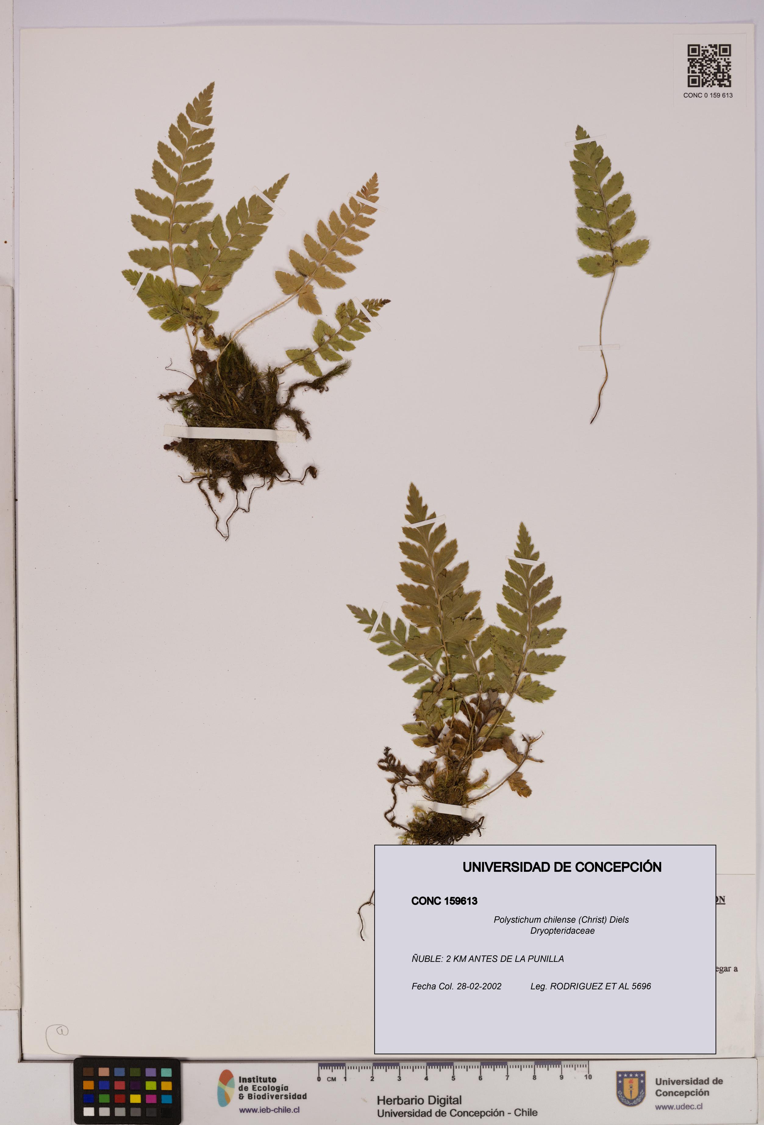 Polystichum chilense [Espécimen: UDEC:CONC:0159613]
