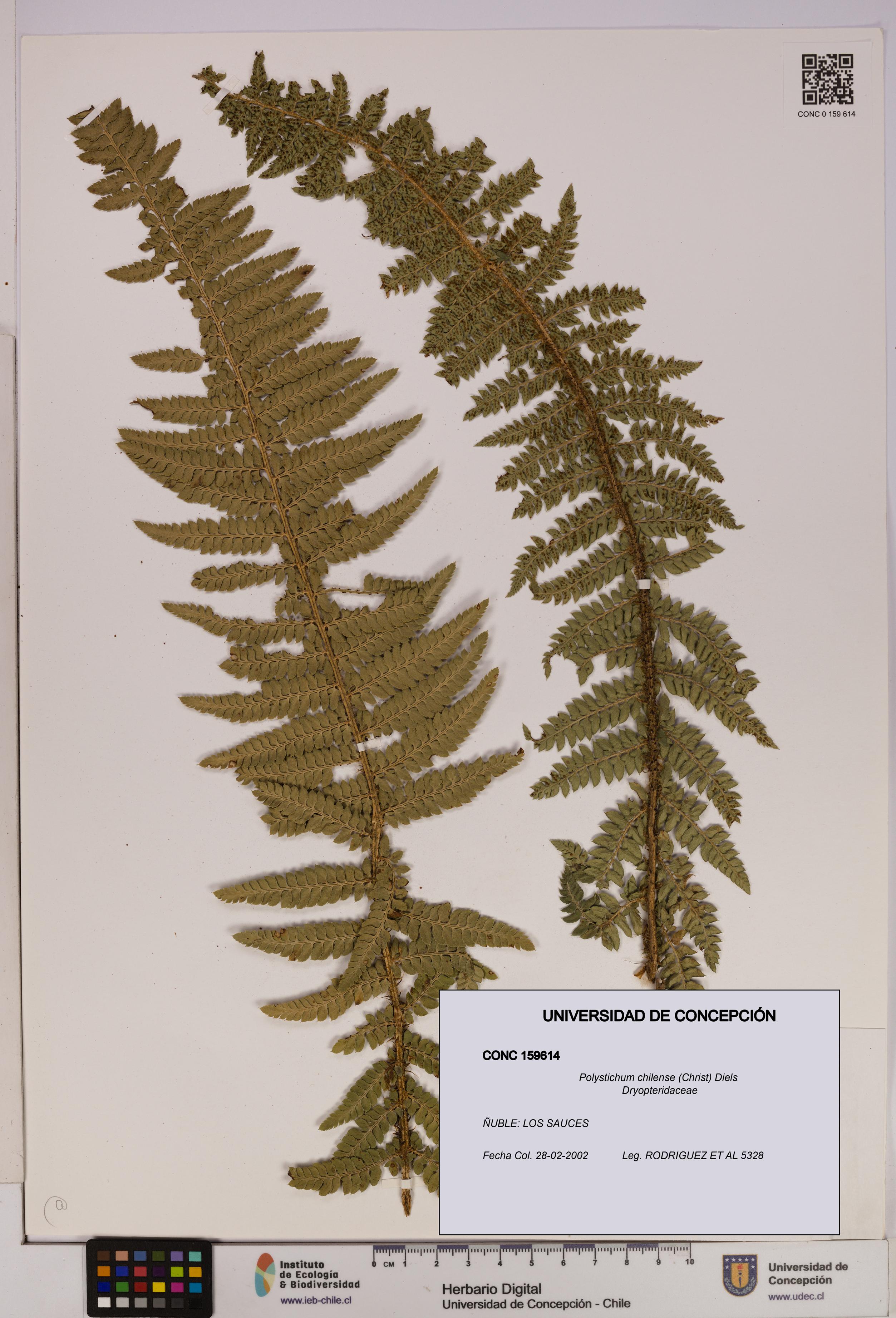 Polystichum chilense [Espécimen: UDEC:CONC:0159614]