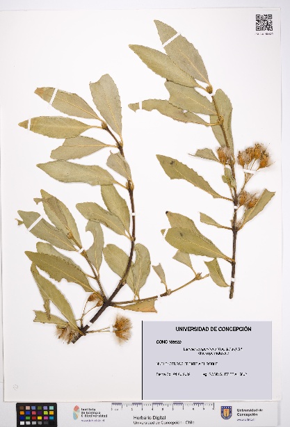 Laurelia sempervirens [Espécimen: UDEC:CONC:0159620]