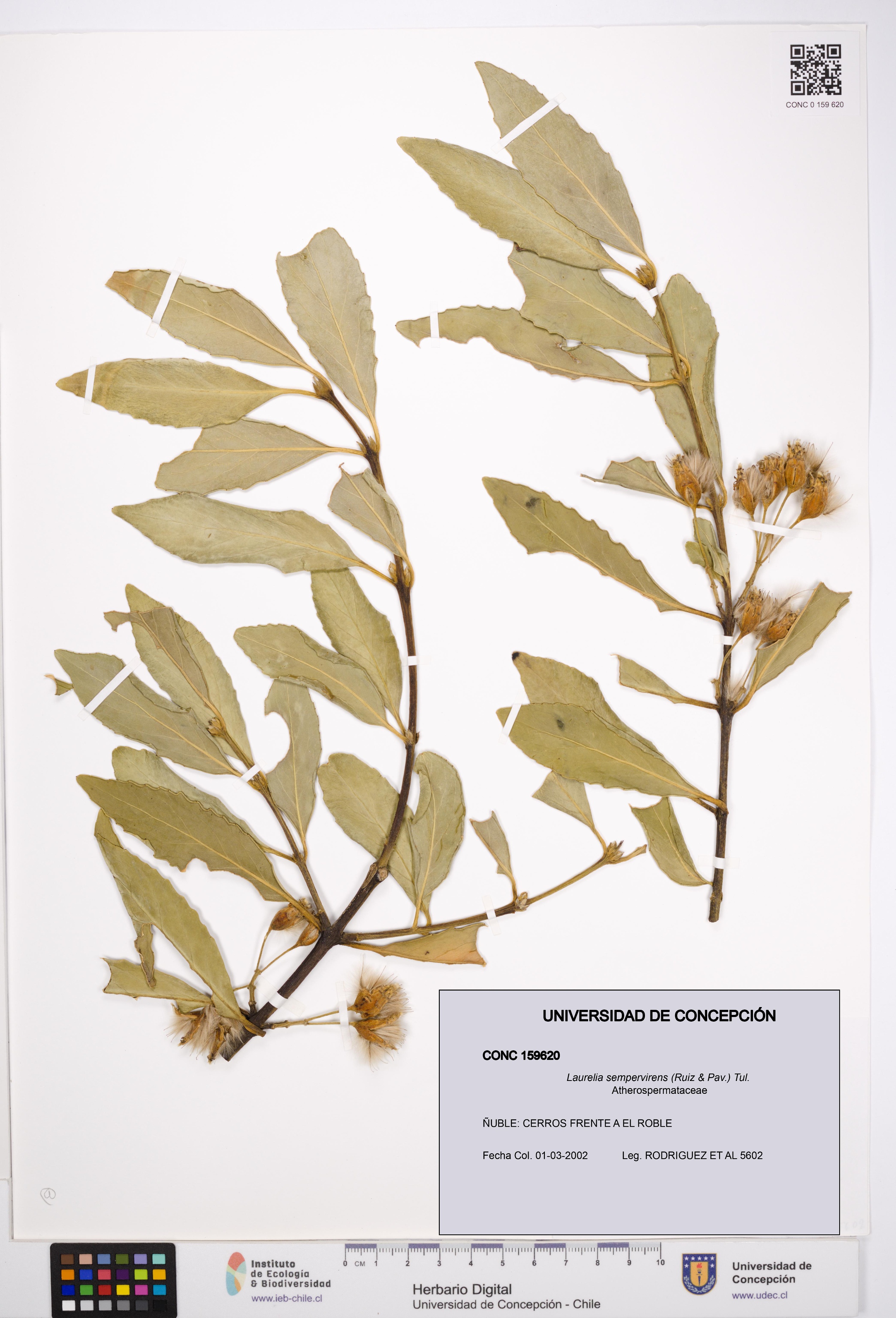 Laurelia sempervirens [Espécimen: UDEC:CONC:0159620]