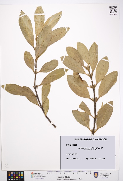 Laurelia sempervirens [Espécimen: UDEC:CONC:0159621]