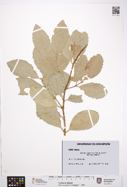 Laurelia sempervirens [Espécimen: UDEC:CONC:0159622]