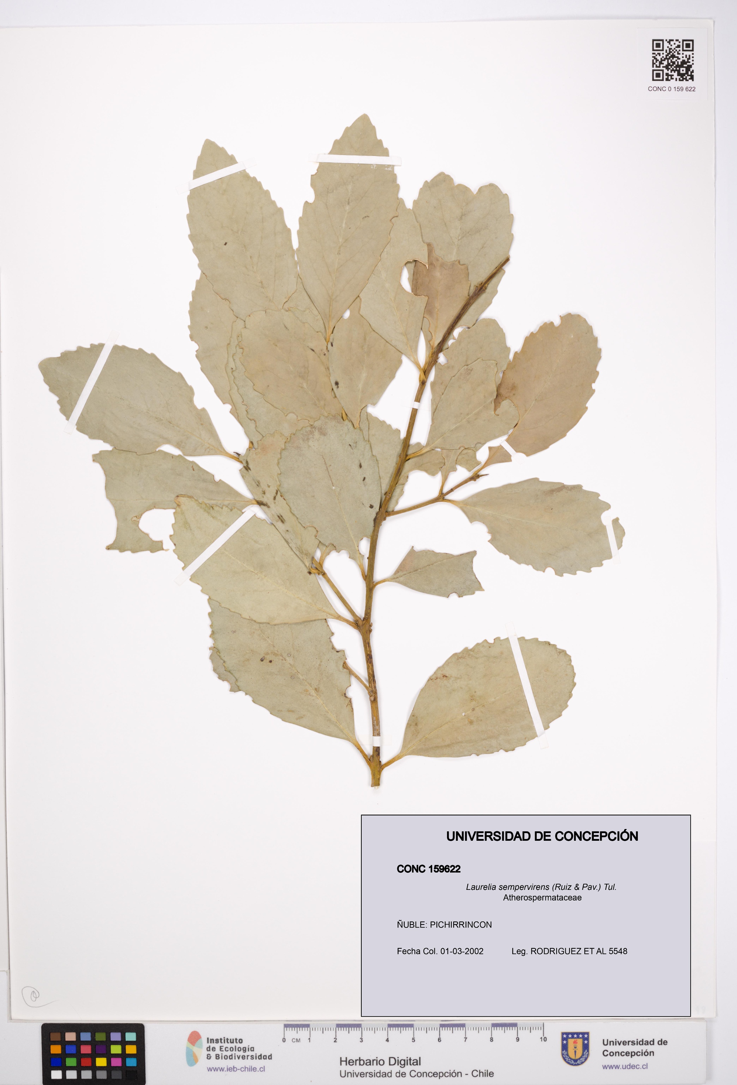 Laurelia sempervirens [Espécimen: UDEC:CONC:0159622]
