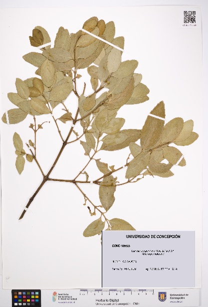 Laurelia sempervirens [Espécimen: UDEC:CONC:0159623]