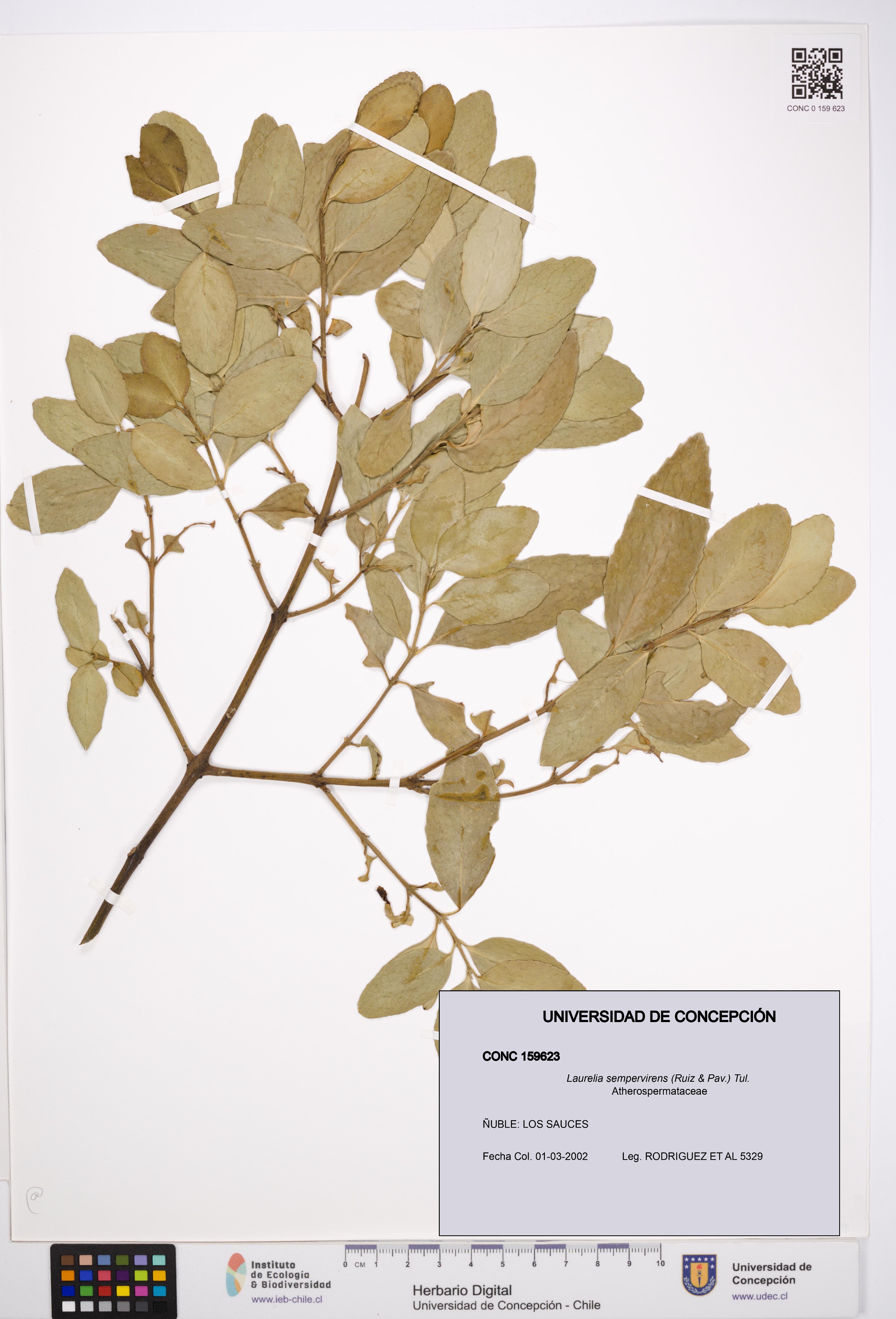 Laurelia sempervirens [Espécimen: UDEC:CONC:0159623]