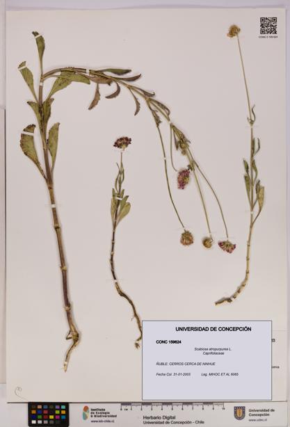 Scabiosa atropurpurea [Espécimen: UDEC:CONC:0159624]