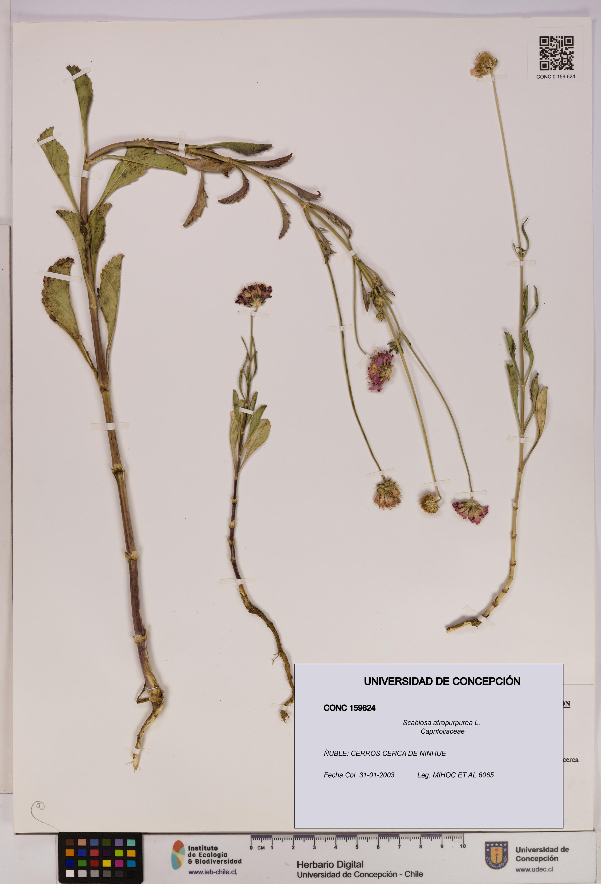 Scabiosa atropurpurea [Espécimen: UDEC:CONC:0159624]