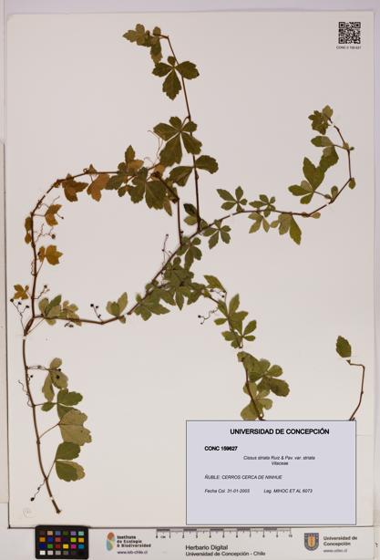 Cissus striata var. striata [Espécimen: UDEC:CONC:0159627]