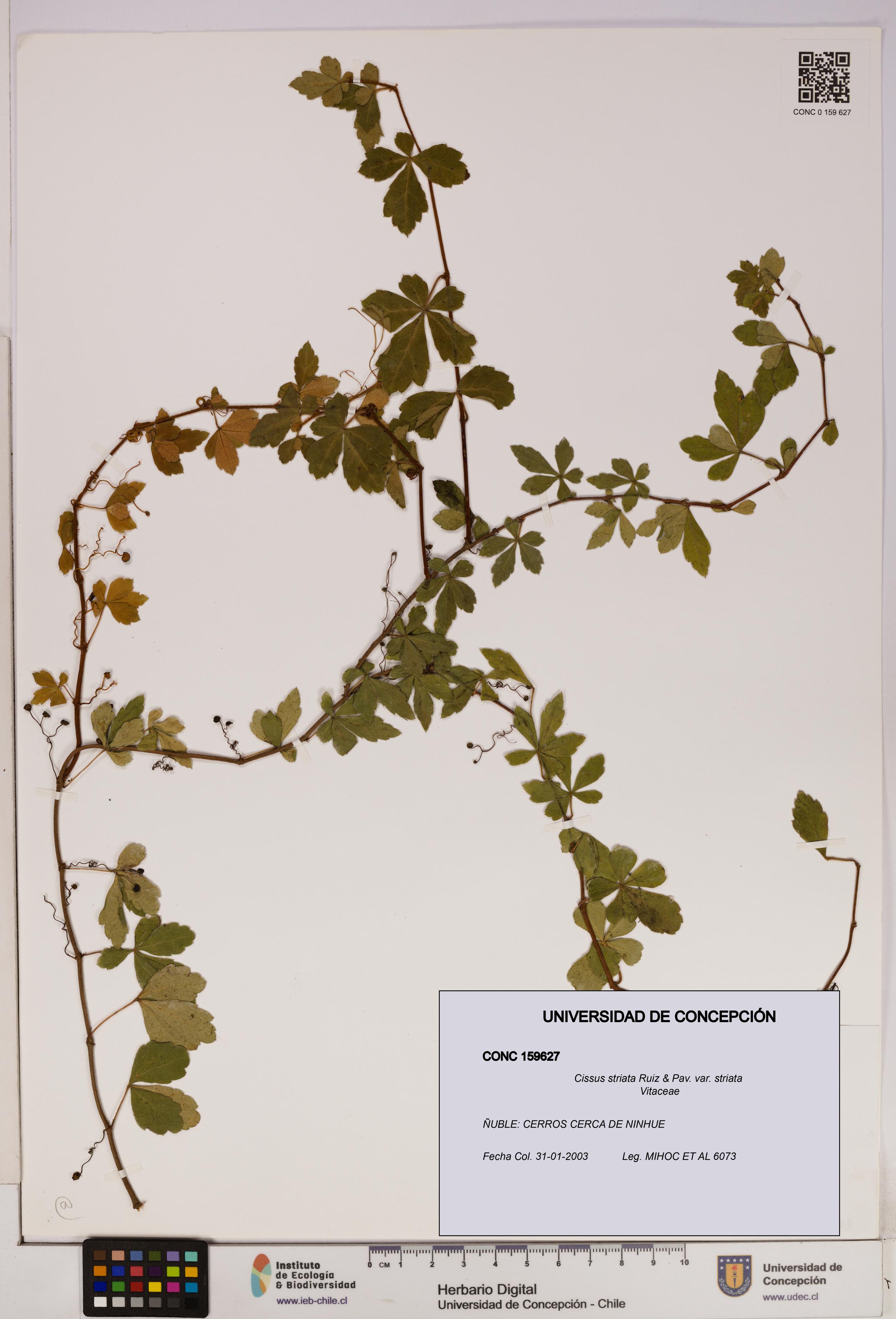 Cissus striata var. striata [Espécimen: UDEC:CONC:0159627]