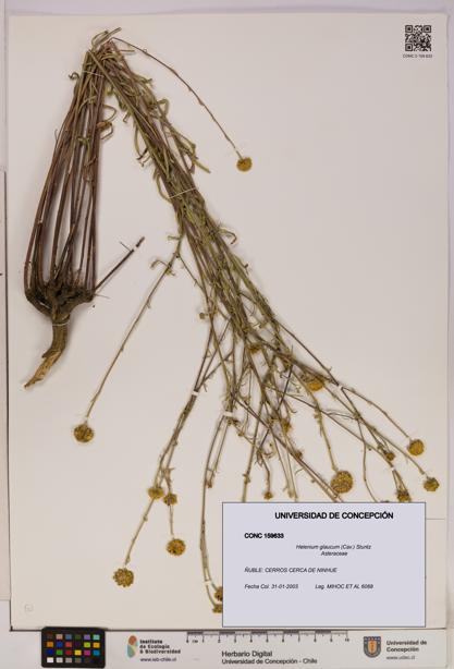 Helenium glaucum [Espécimen: UDEC:CONC:0159633]