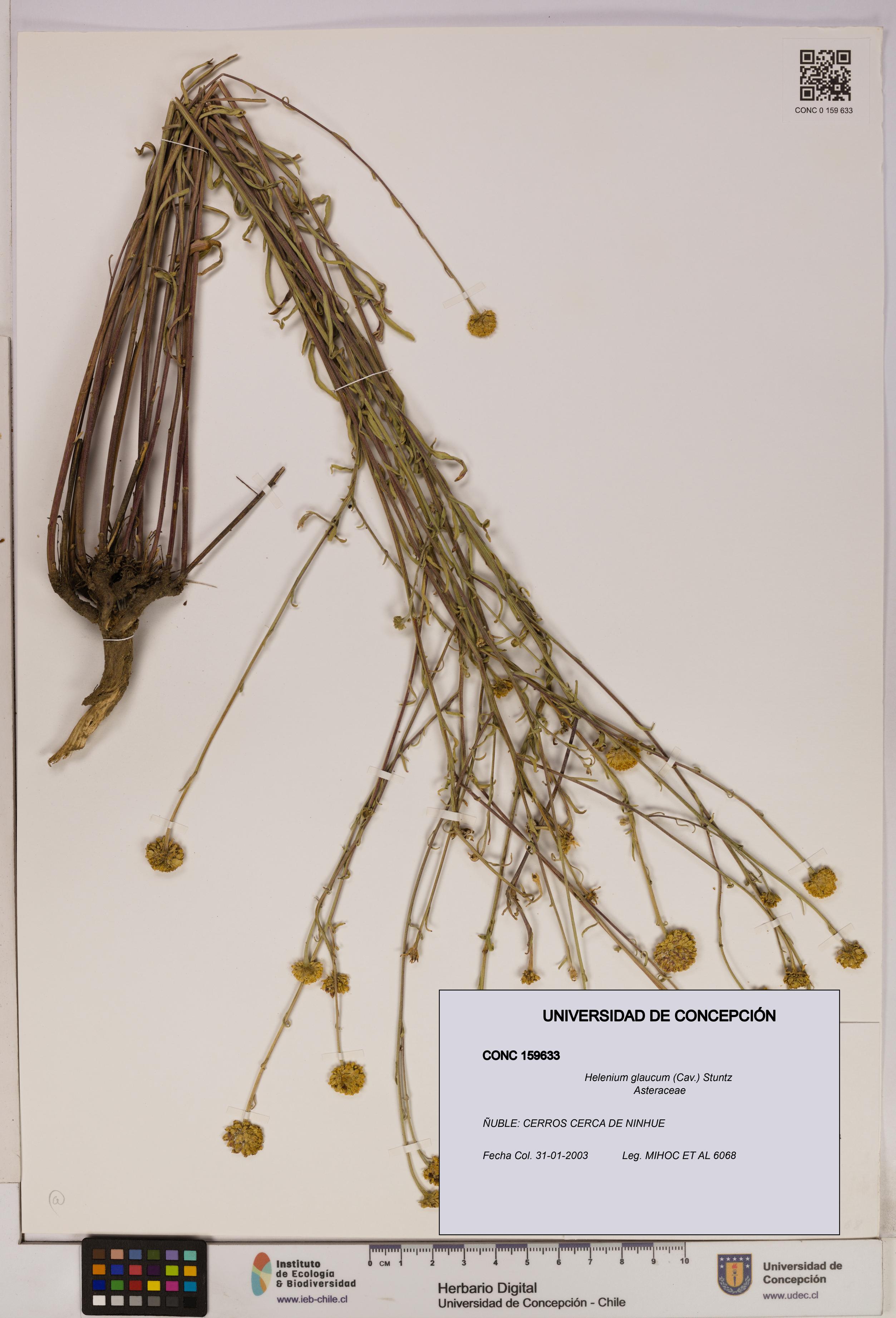 Helenium glaucum [Espécimen: UDEC:CONC:0159633]