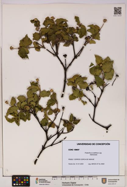 Podanthus ovatifolius [Espécimen: ]