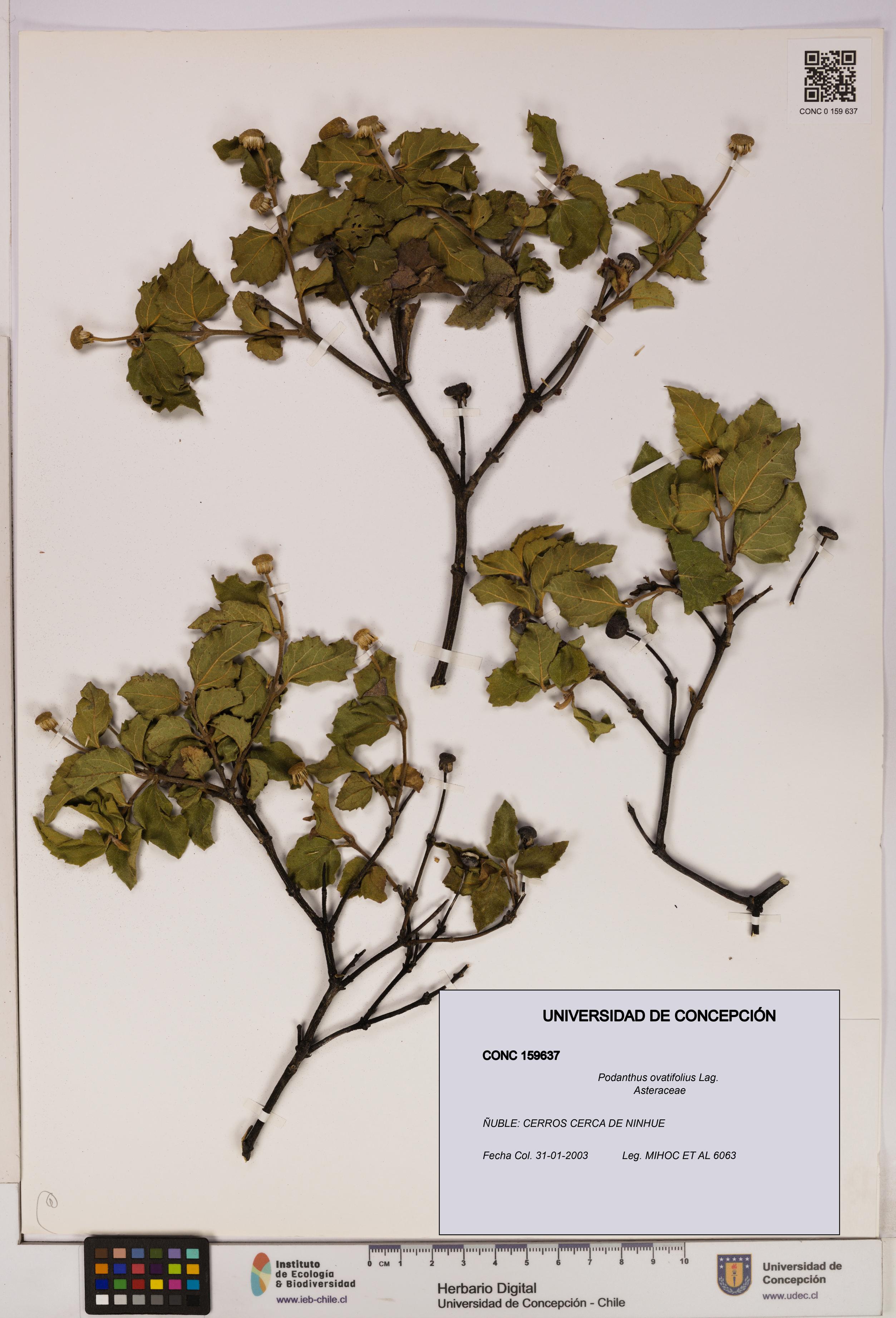 Podanthus ovatifolius [Espécimen: ]