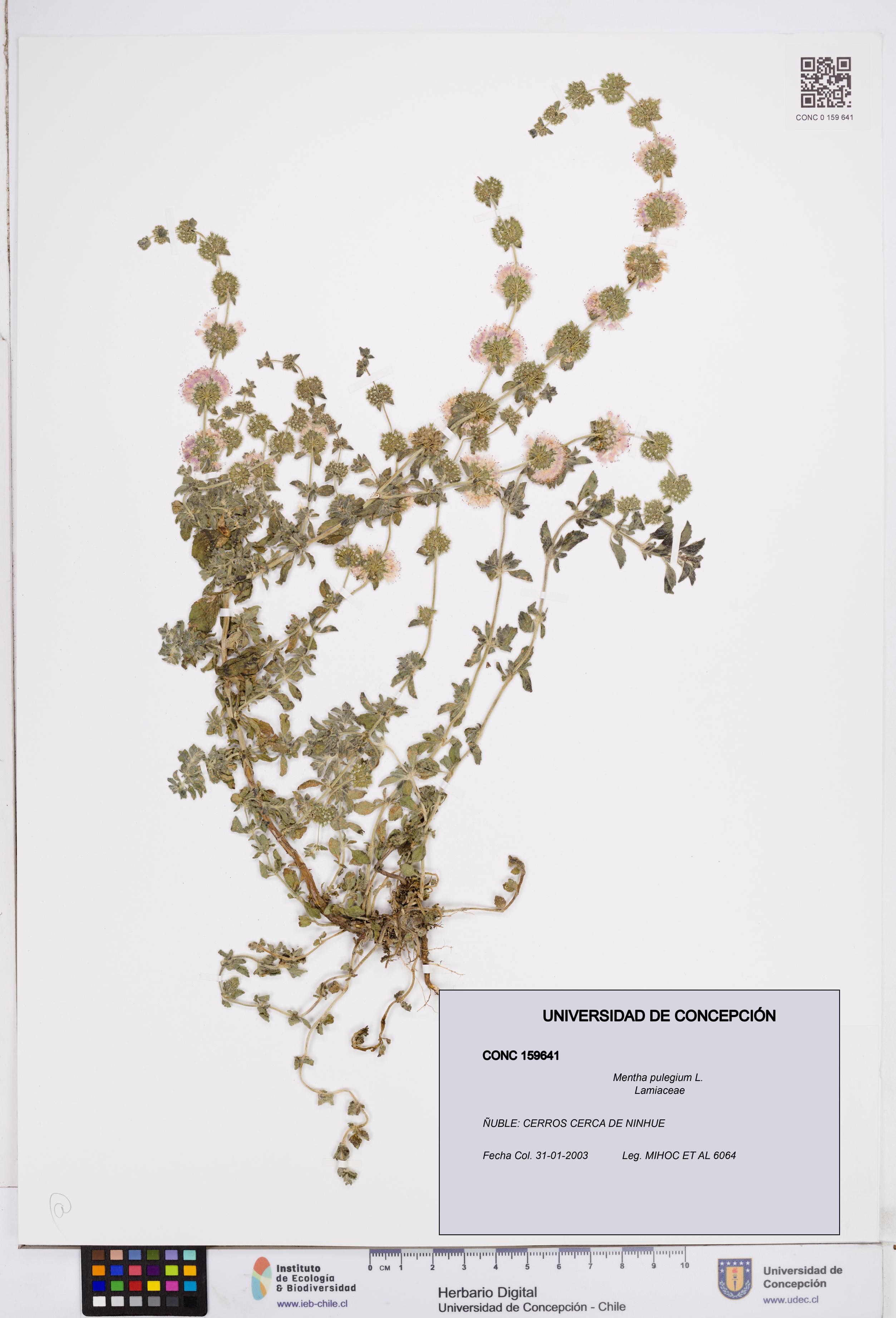 Mentha pulegium [Espécimen: ]