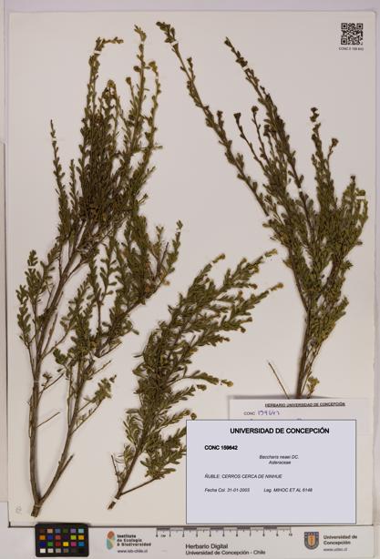 Baccharis neaei [Espécimen: UDEC:CONC:0159642]