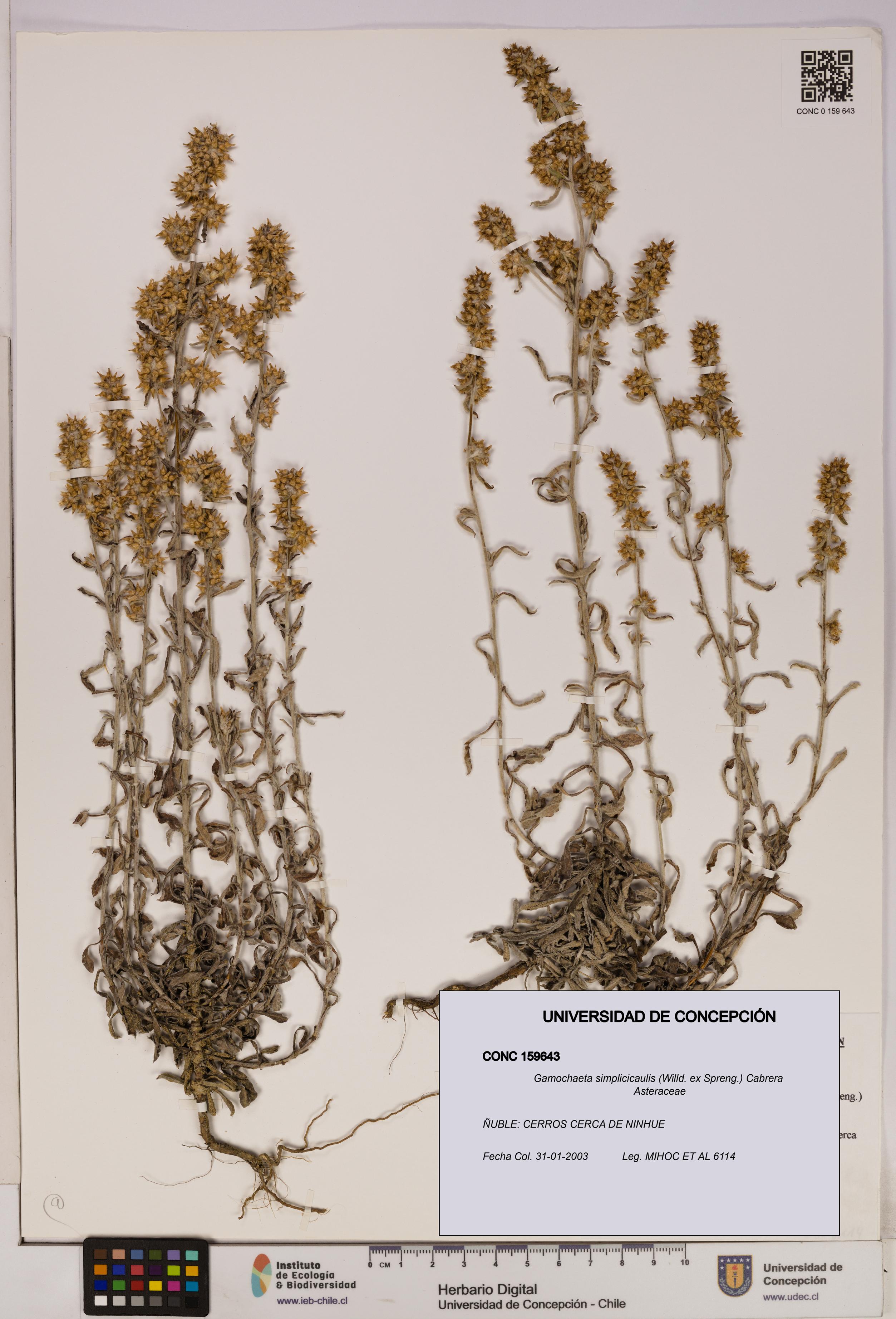 Gamochaeta simplicicaulis [Espécimen: UDEC:CONC:0159643]