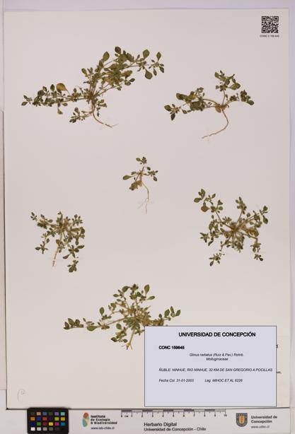 Glinus radiatus [Espécimen: UDEC:CONC:0159645]