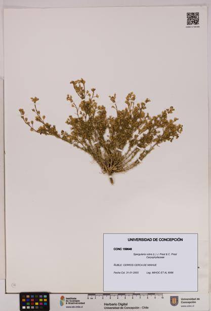 Spergularia rubra [Espécimen: UDEC:CONC:0159646]