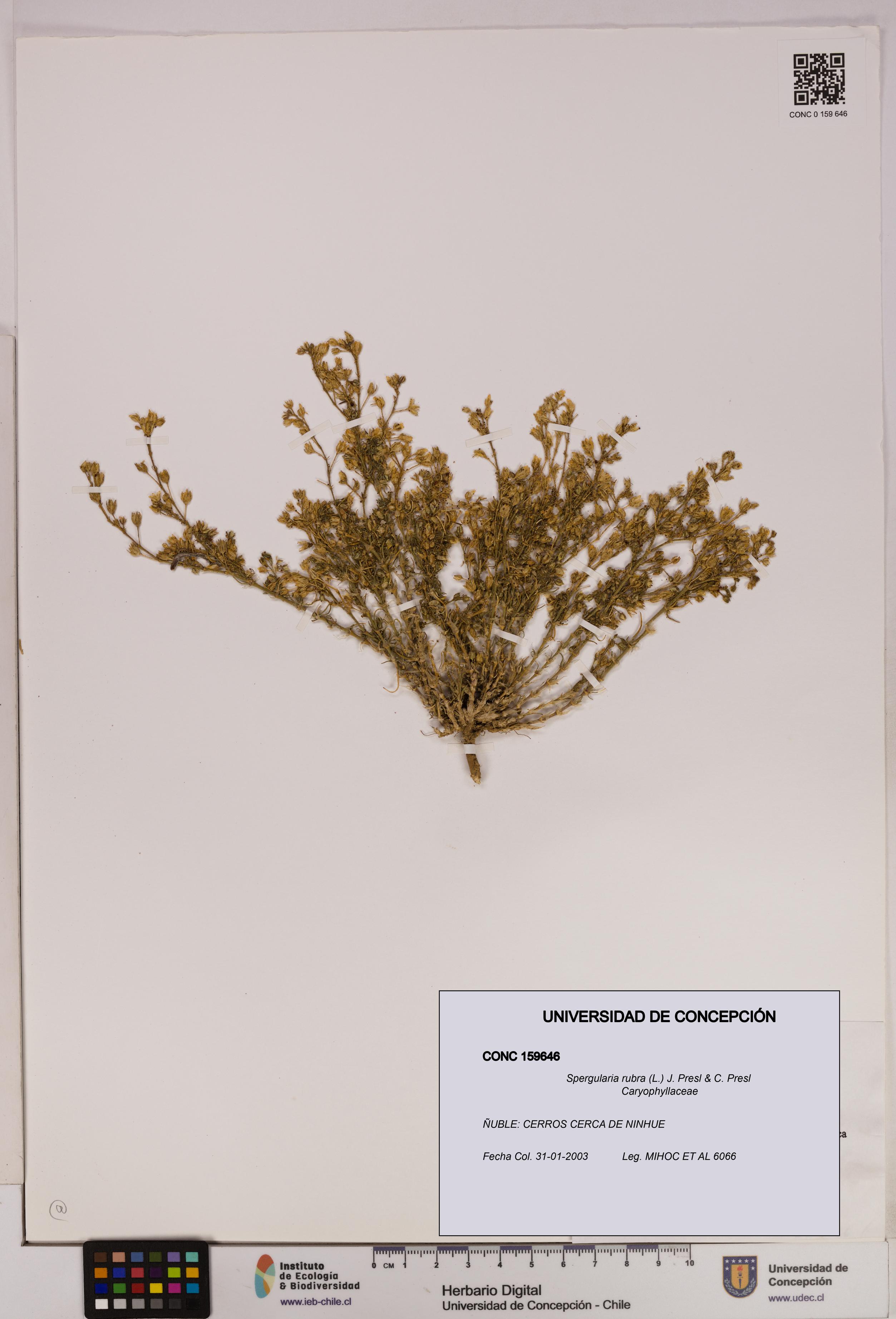 Spergularia rubra [Espécimen: UDEC:CONC:0159646]