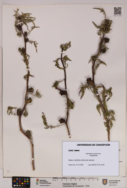 Oenothera acaulis [Espécimen: UDEC:CONC:0159649]