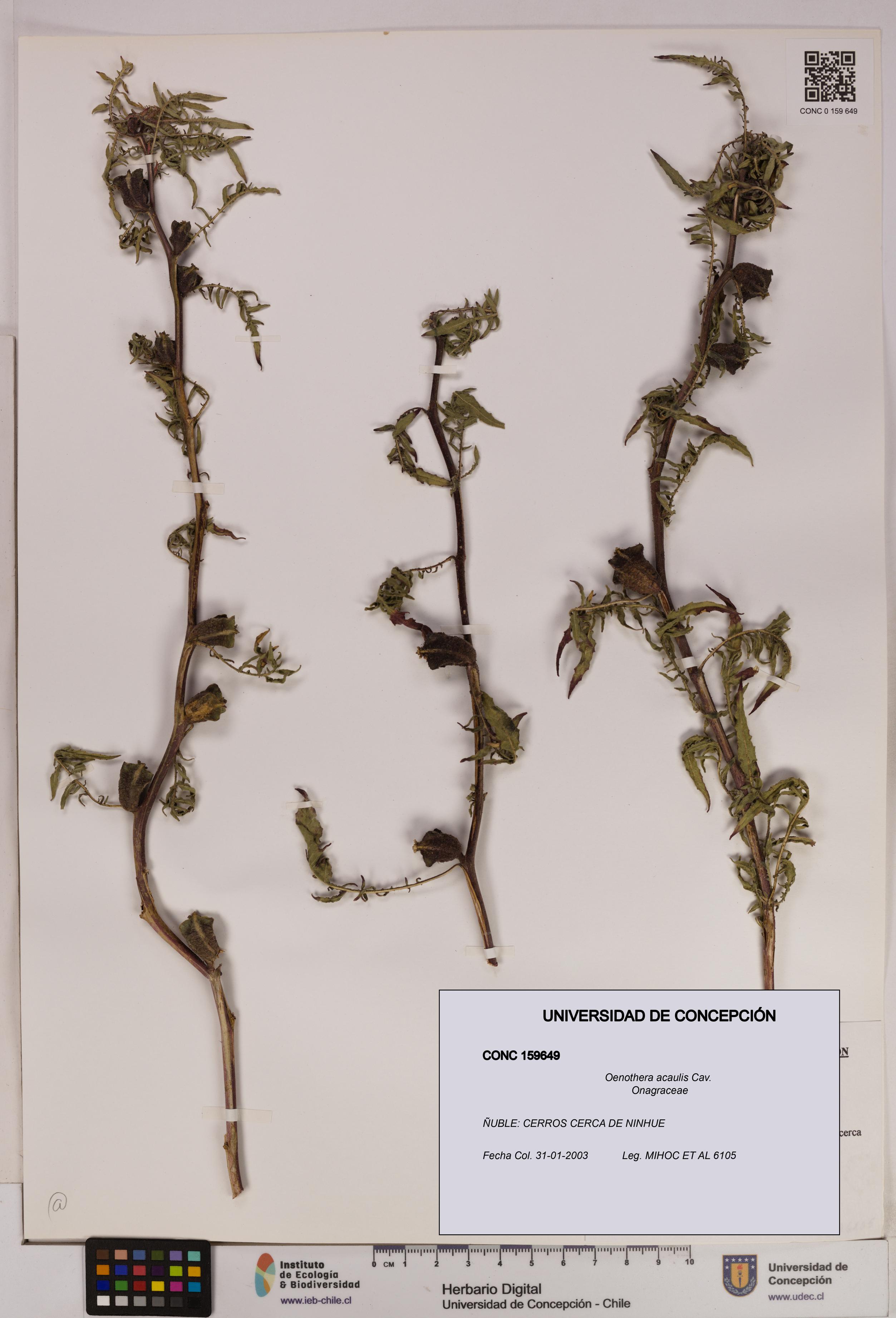 Oenothera acaulis [Espécimen: UDEC:CONC:0159649]