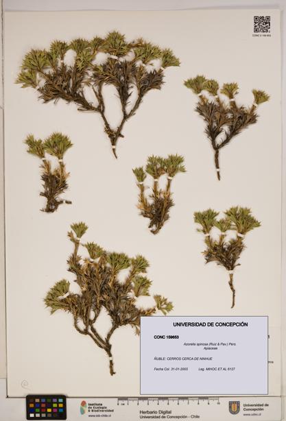 Azorella spinosa [Espécimen: ]