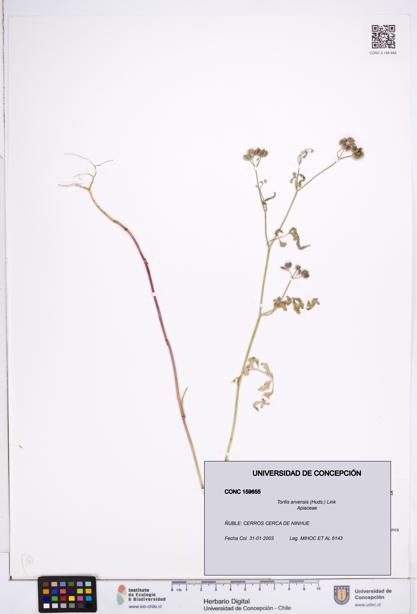 Torilis arvensis [Espécimen: ]