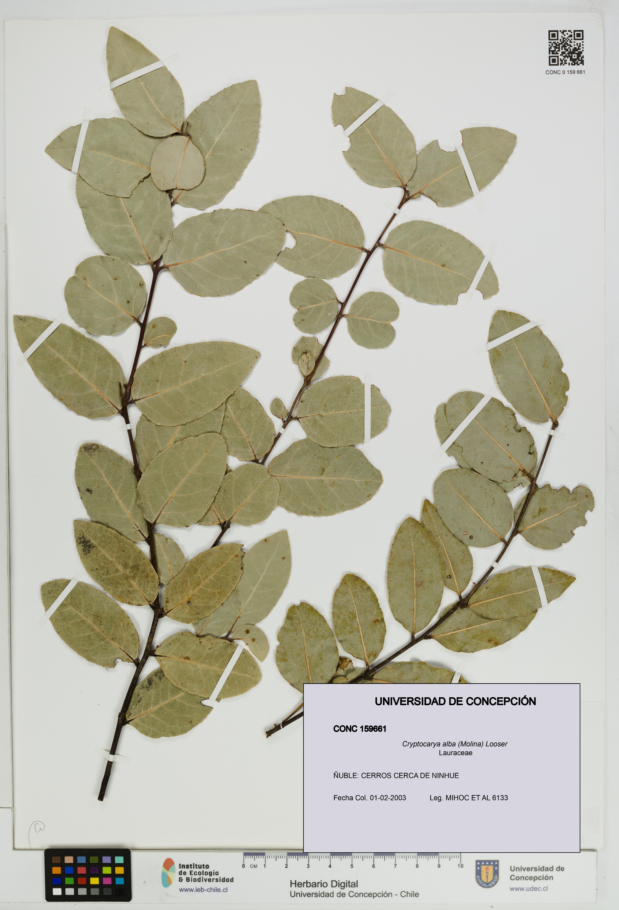 Cryptocarya alba [Espécimen: UDEC:CONC:0159661]