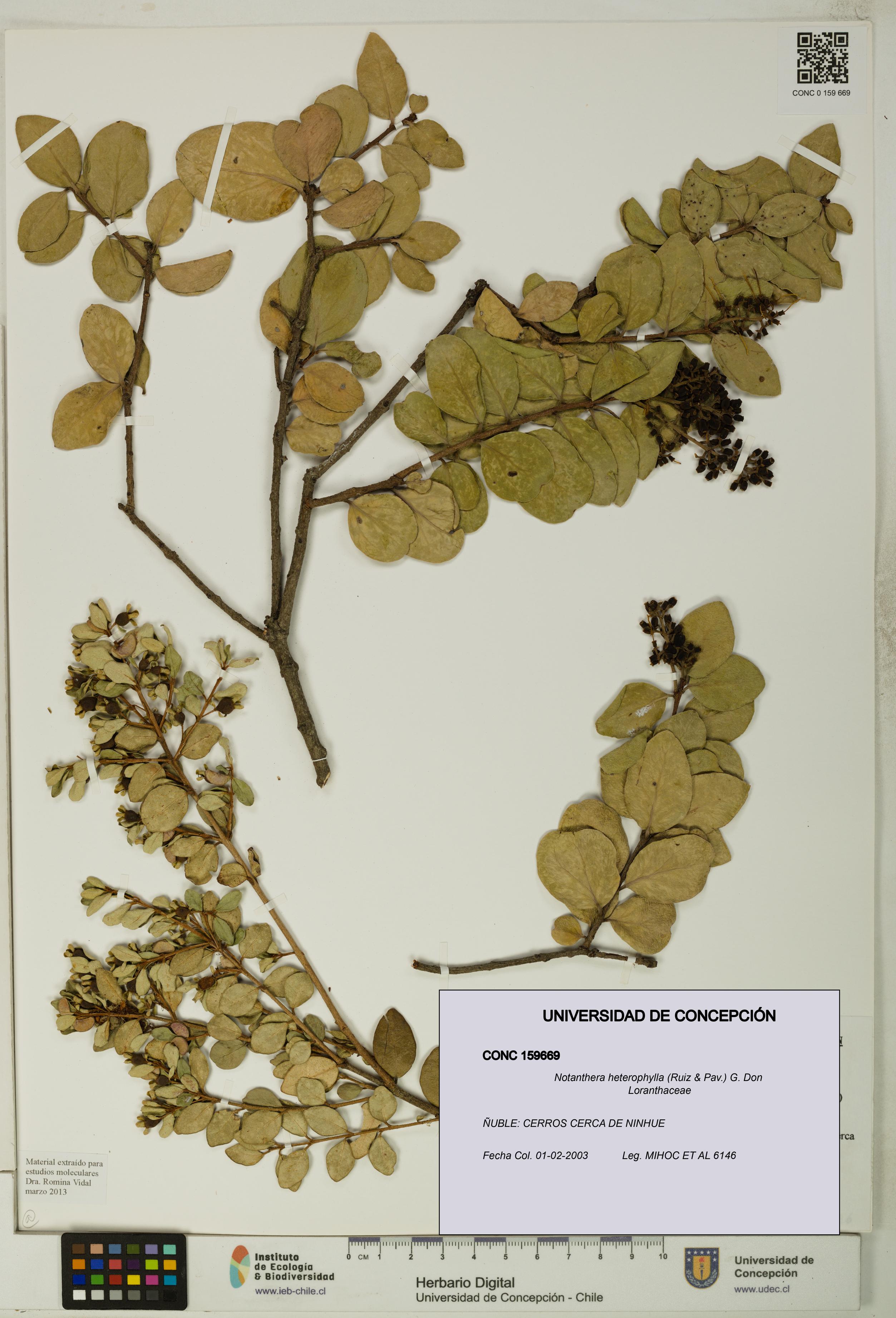 Notanthera heterophylla [Espécimen: UDEC:CONC:0159669]