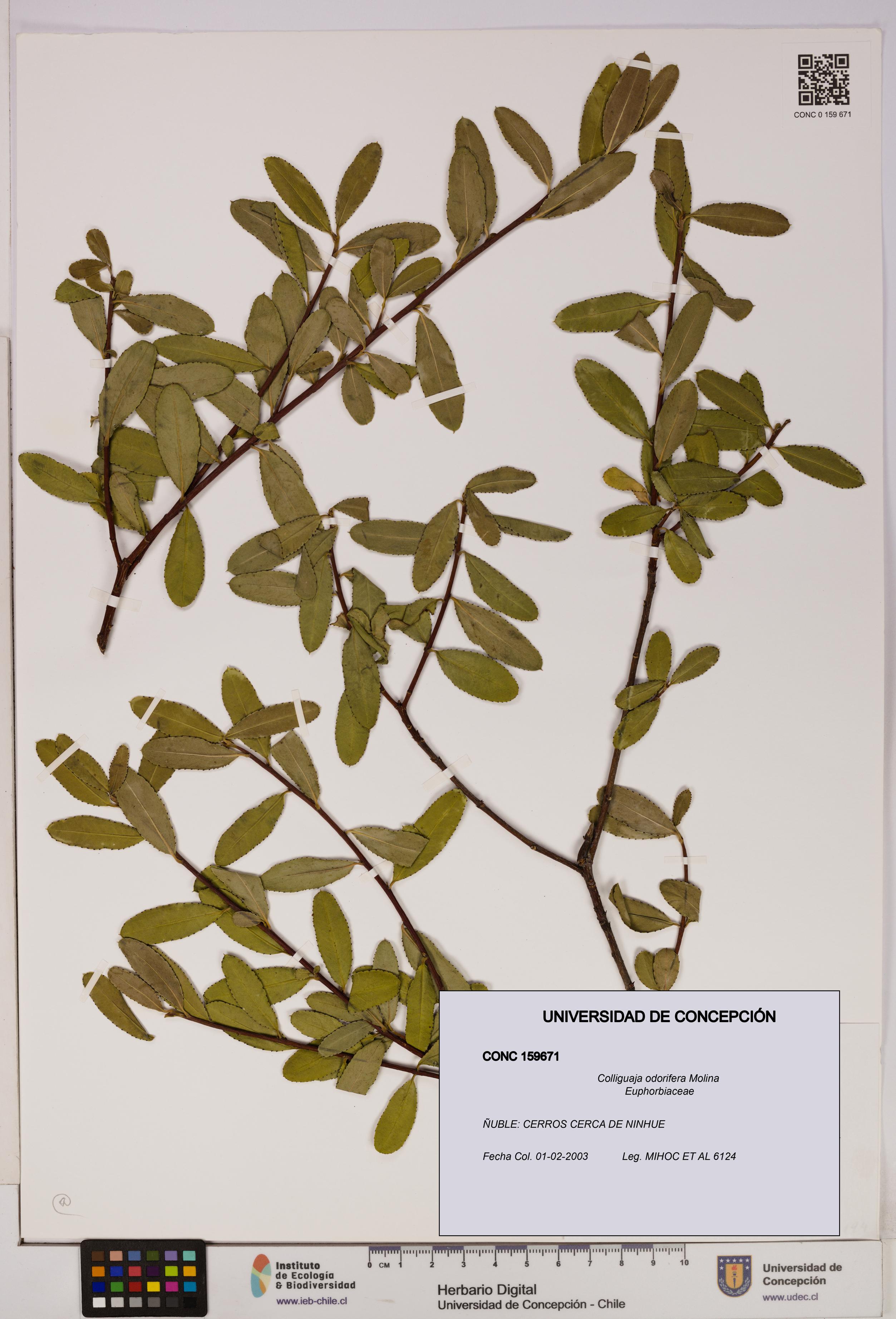 Colliguaja odorifera [Espécimen: UDEC:CONC:0159671]