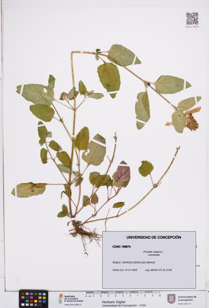 Prunella vulgaris [Espécimen: ]