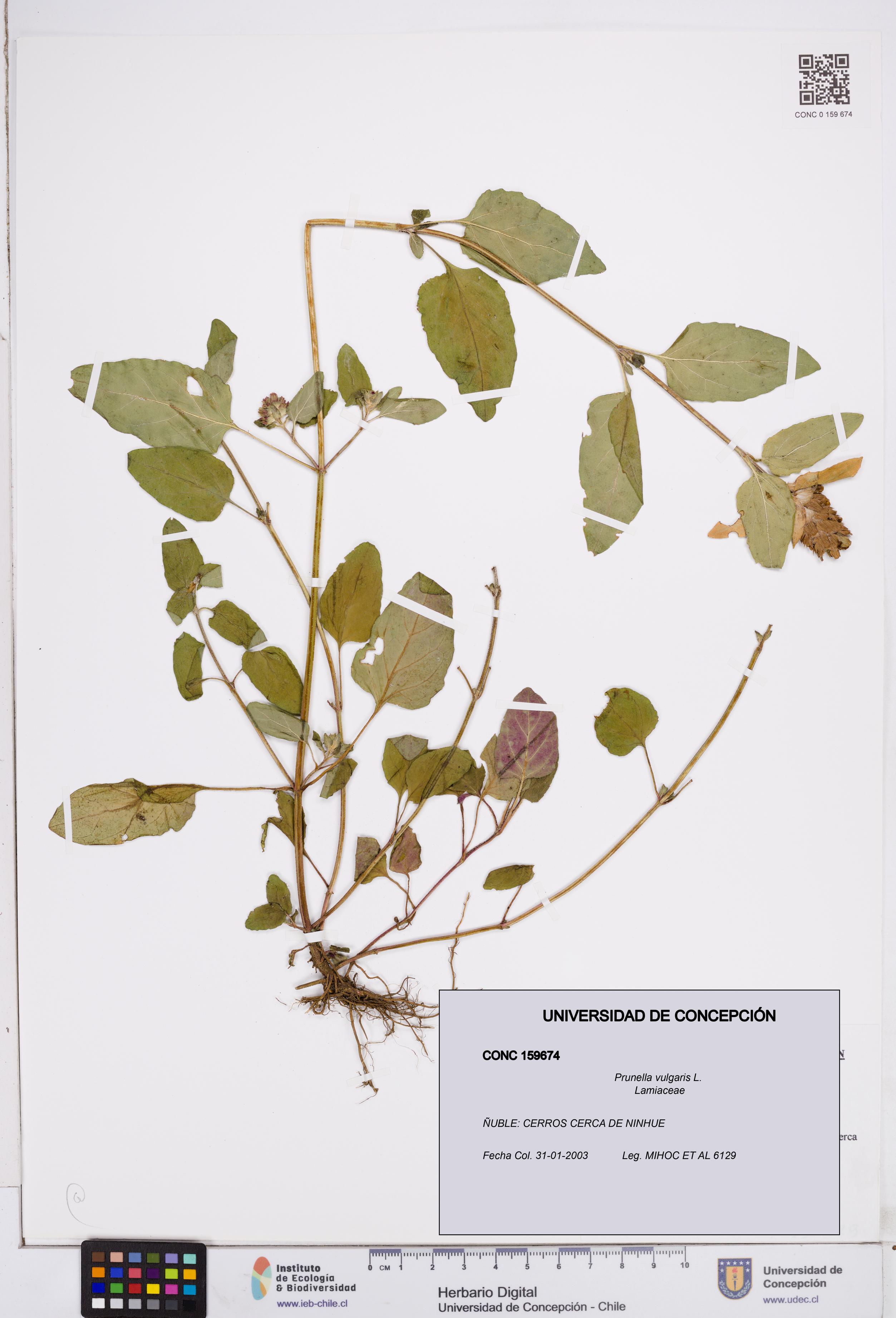 Prunella vulgaris [Espécimen: ]