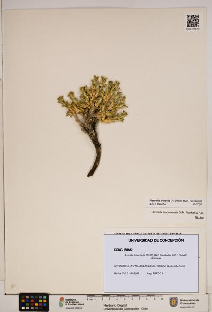 Azorella trisecta [Espécimen: ]