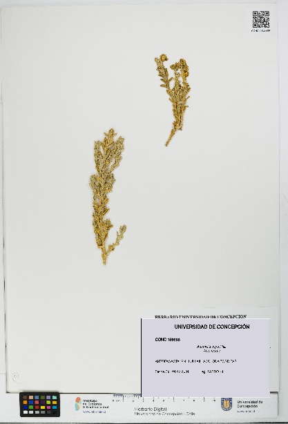 Artemisia copa [Espécimen: UDEC:CONC:0159688]