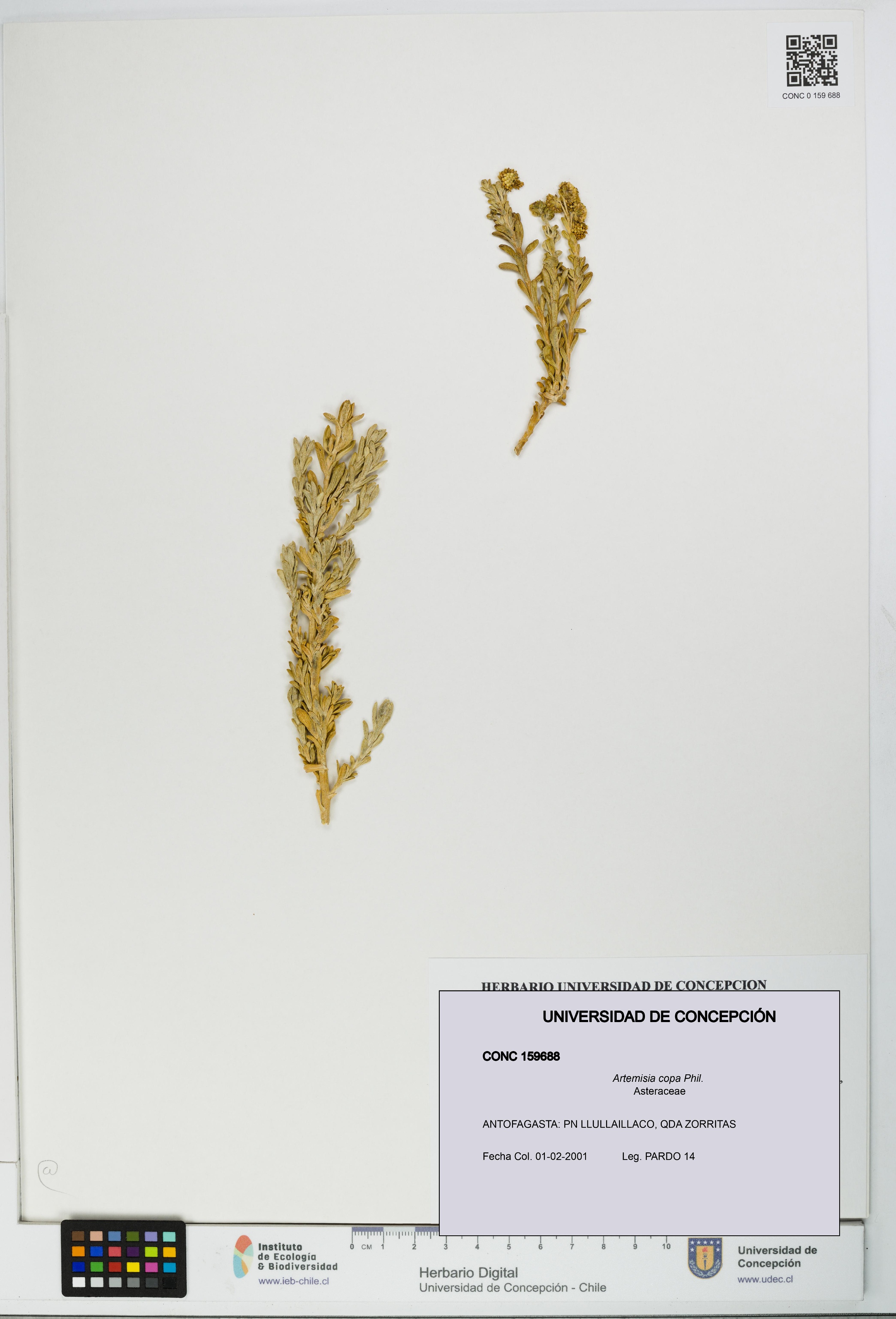 Artemisia copa [Espécimen: UDEC:CONC:0159688]