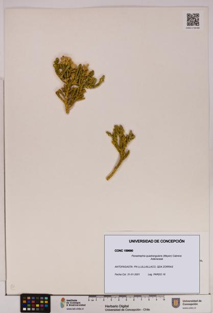 Parastrephia quadrangularis [Espécimen: UDEC:CONC:0159690]