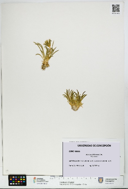 Werneria glaberrima [Espécimen: UDEC:CONC:0159693]