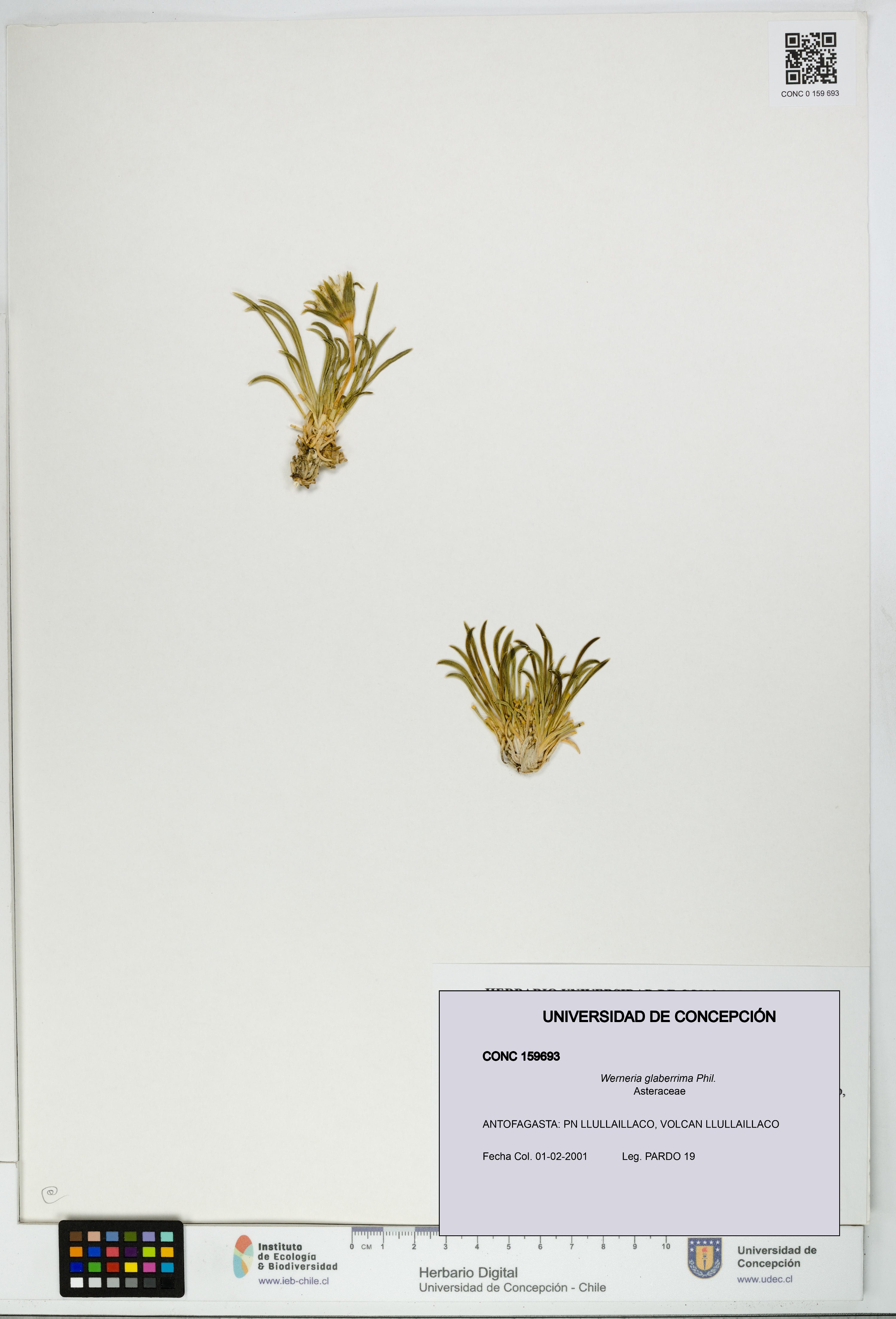 Werneria glaberrima [Espécimen: UDEC:CONC:0159693]