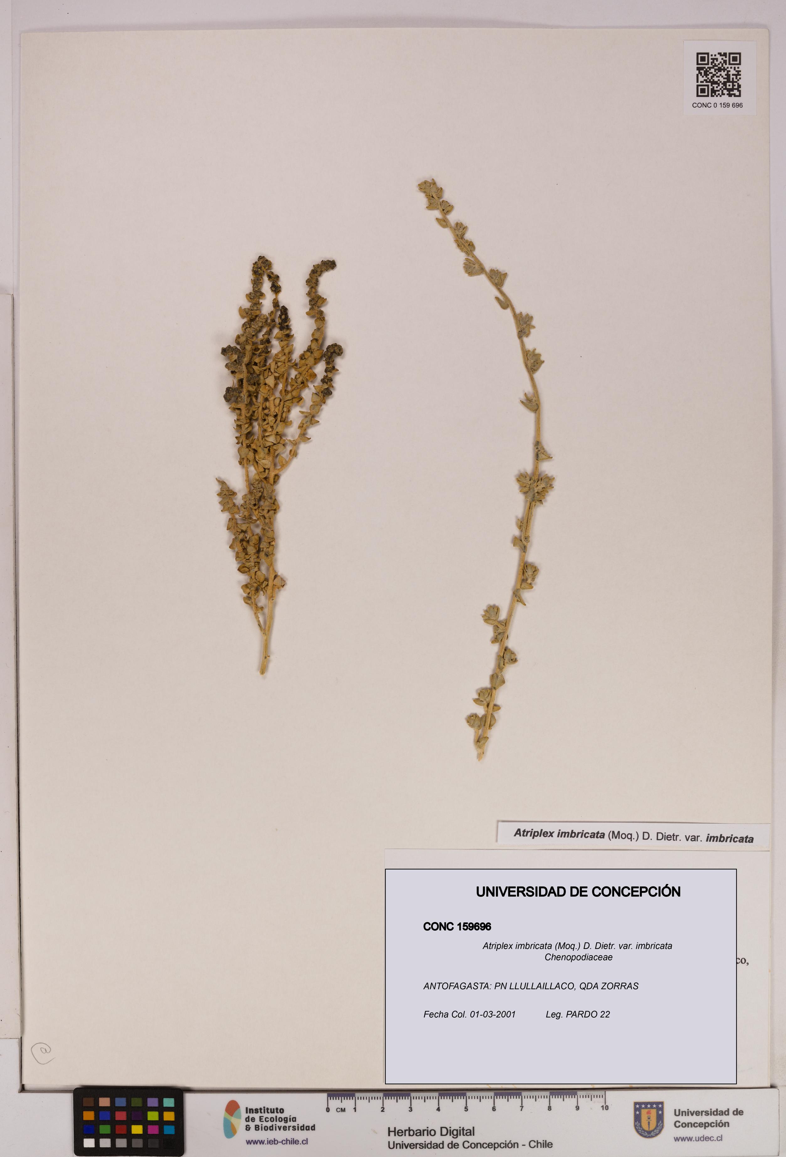 Atriplex imbricata [Espécimen: UDEC:CONC:0159696]