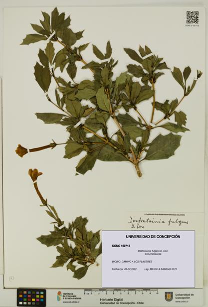 Desfontainia fulgens [Espécimen: UDEC:CONC:0159712]