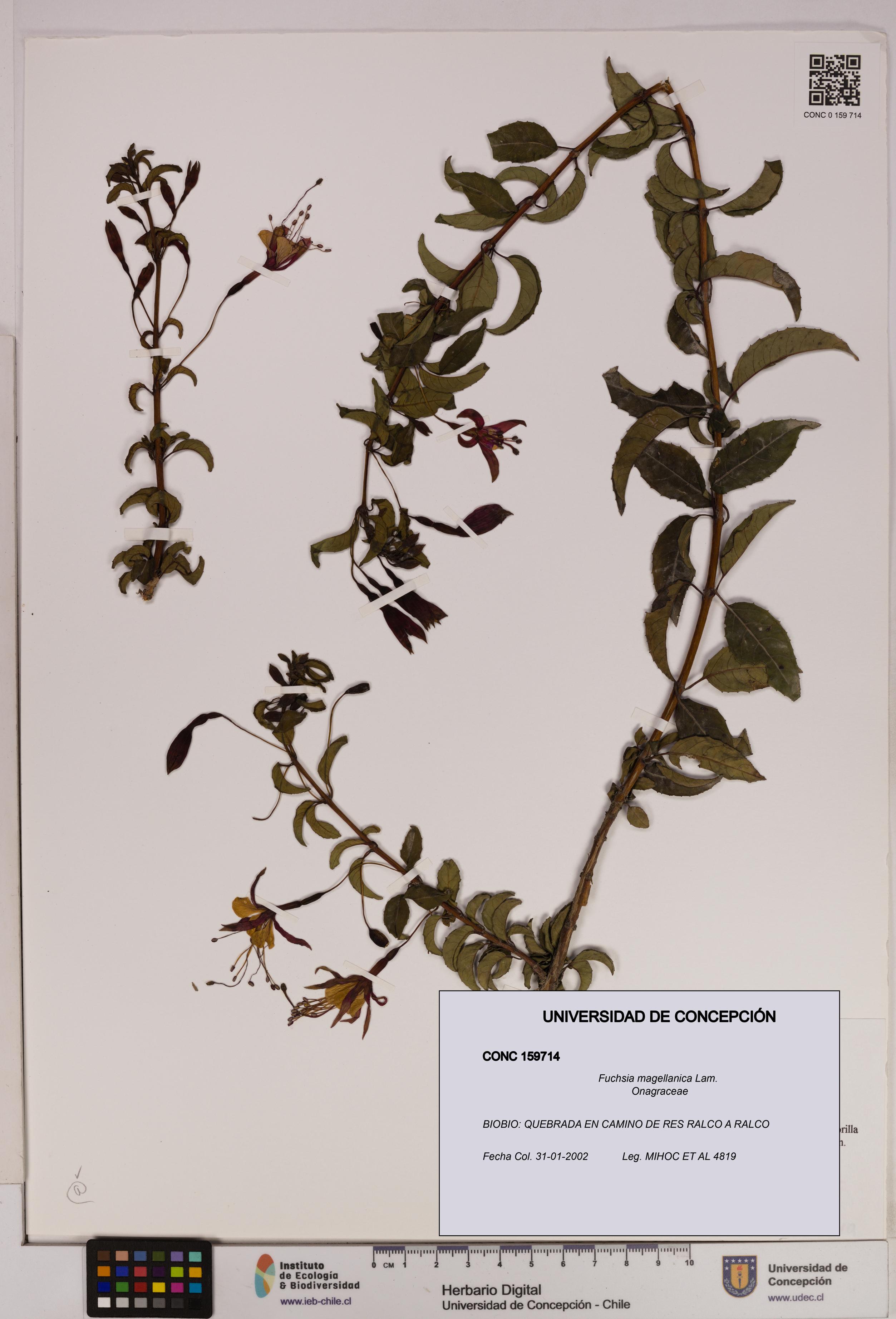 Fuchsia magellanica [Espécimen: UDEC:CONC:0159714]