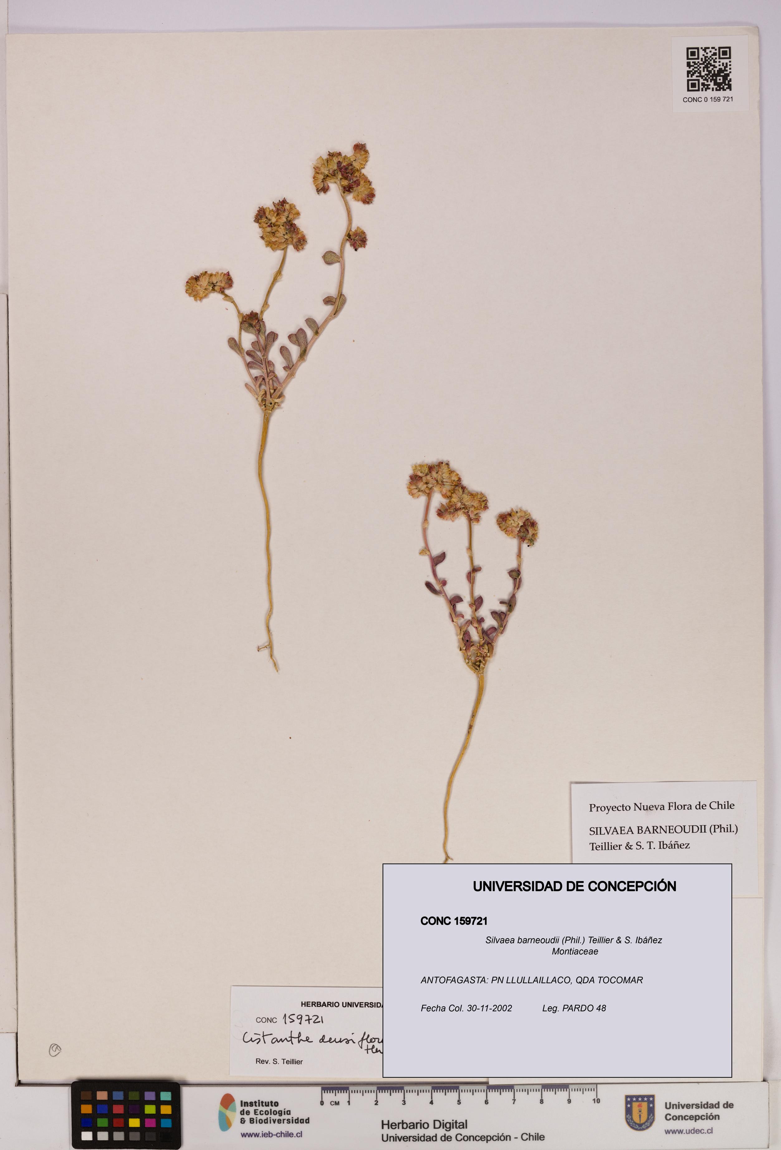 Silvaea barneoudii [Espécimen: UDEC:CONC:0159721]