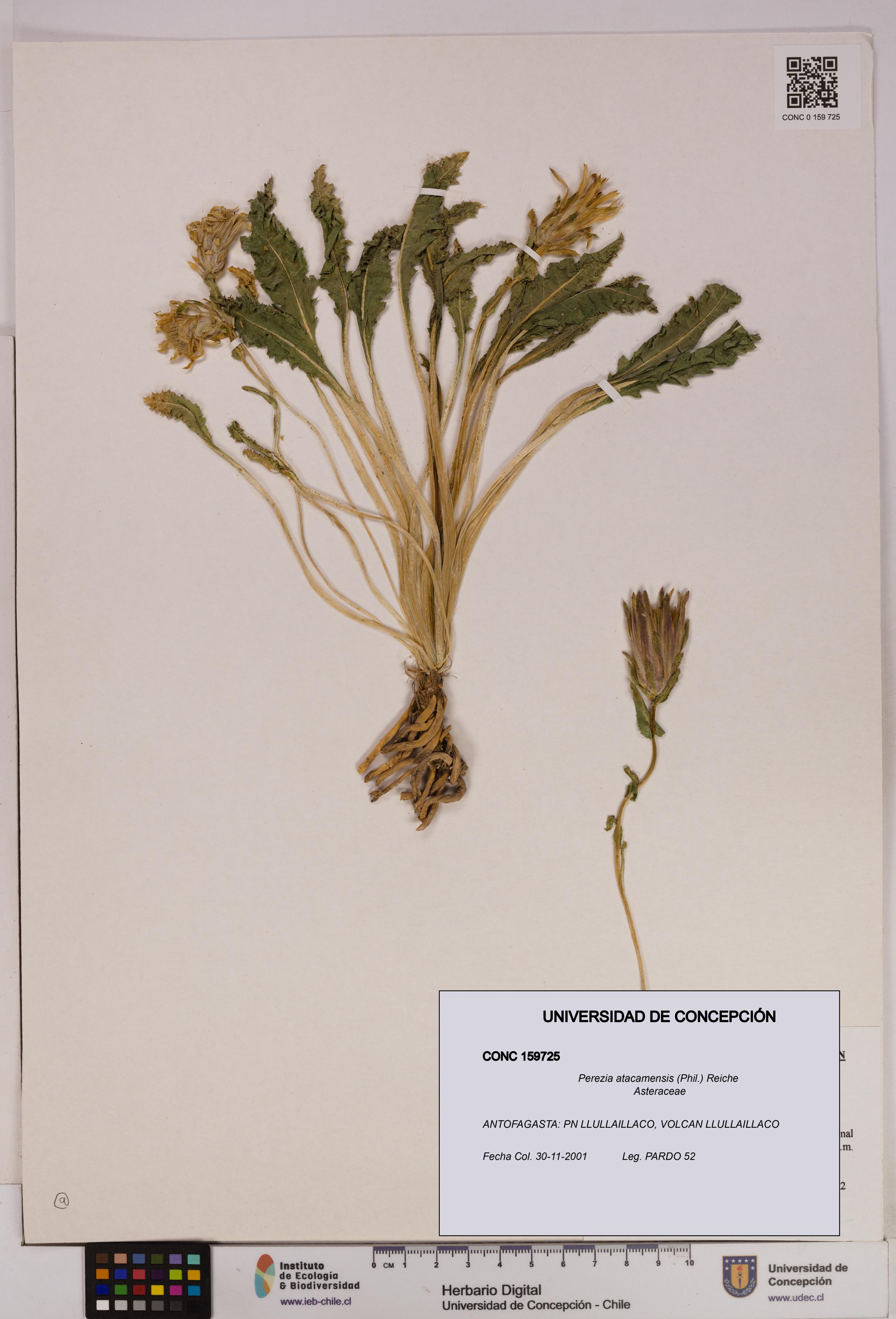Perezia atacamensis [Espécimen: UDEC:CONC:0159725]