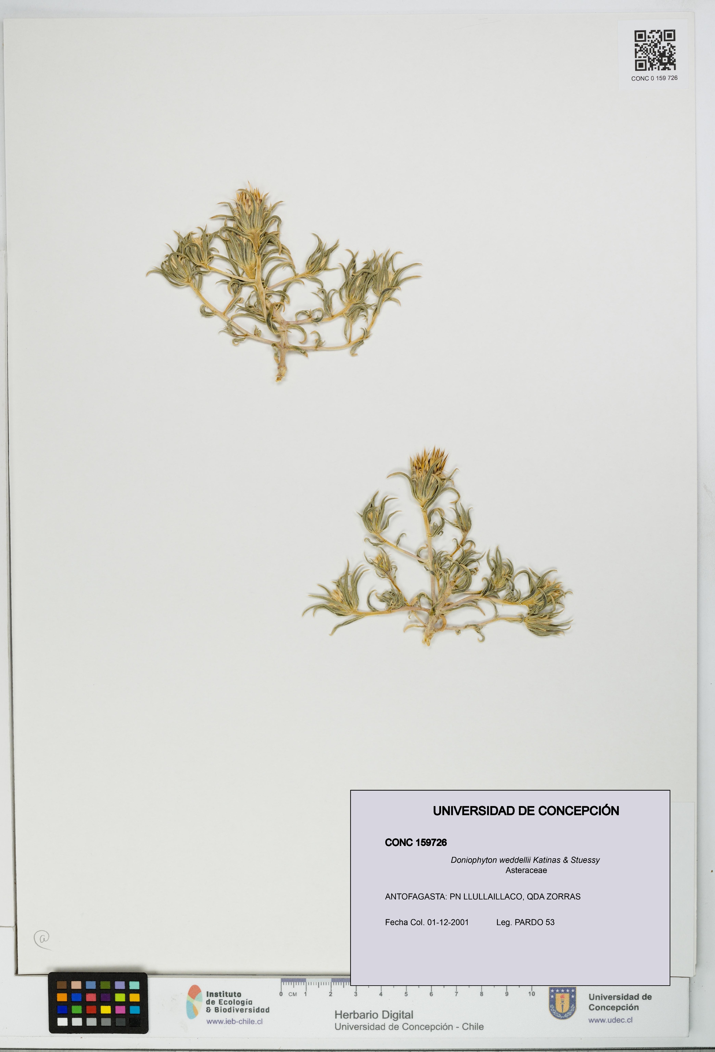 Doniophyton weddellii [Espécimen: UDEC:CONC:0159726]