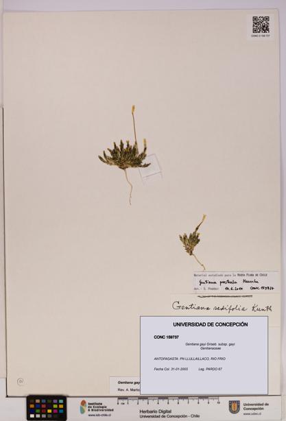 Gentiana gayi [Espécimen: UDEC:CONC:0159737]