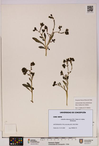 Cistanthe villanuevae [Espécimen: UDEC:CONC:0159740]