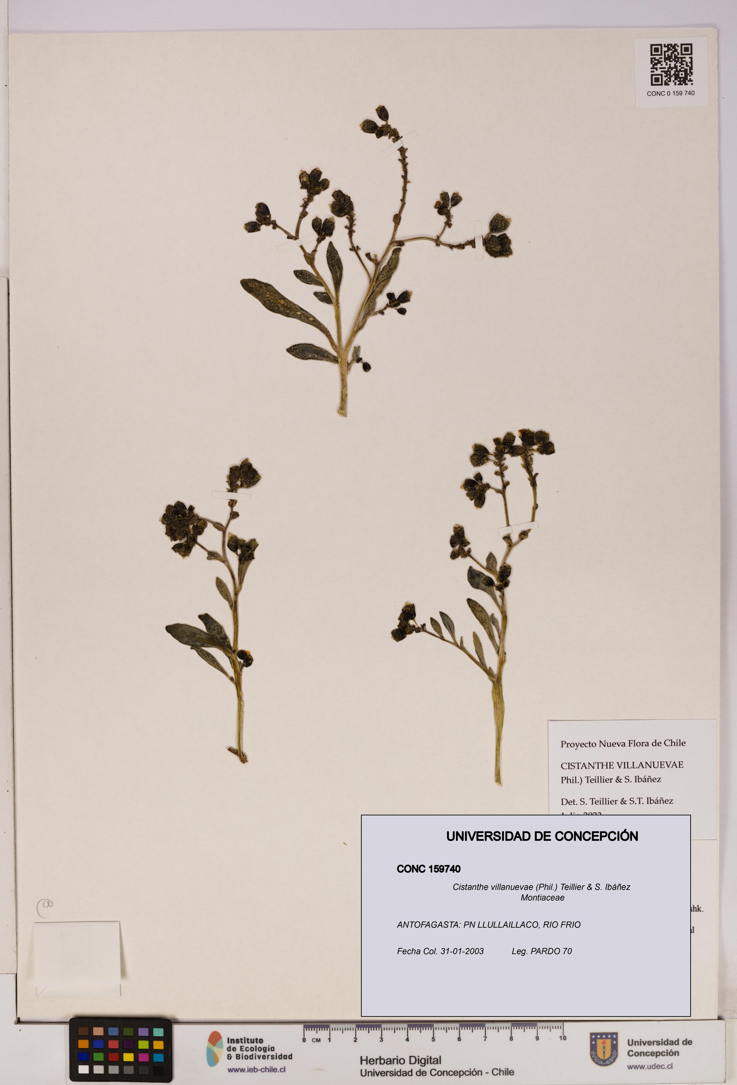 Cistanthe villanuevae [Espécimen: UDEC:CONC:0159740]