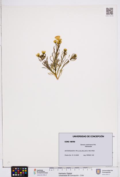 Senecio volckmannii [Espécimen: ]
